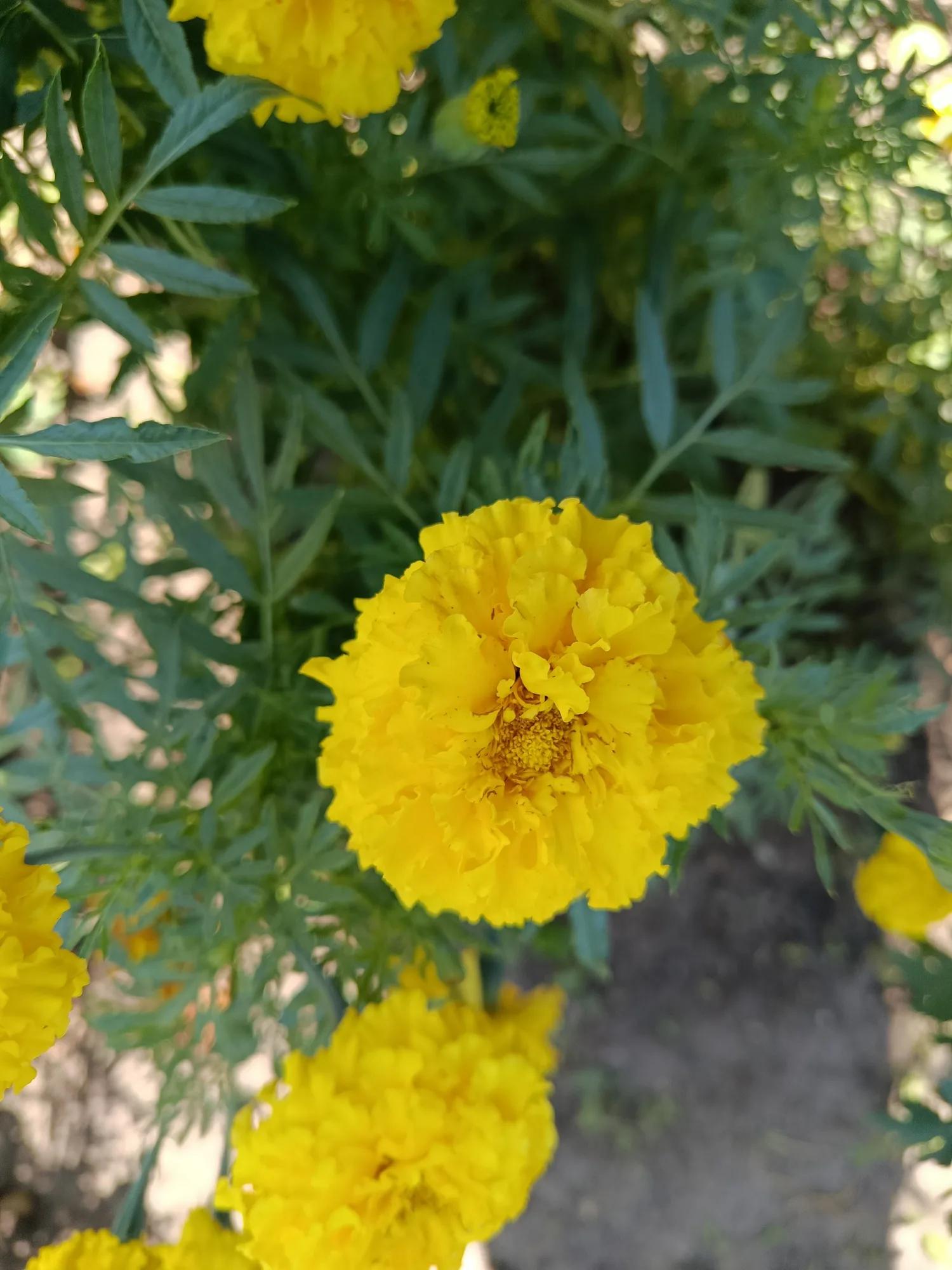 Мініатюра 4