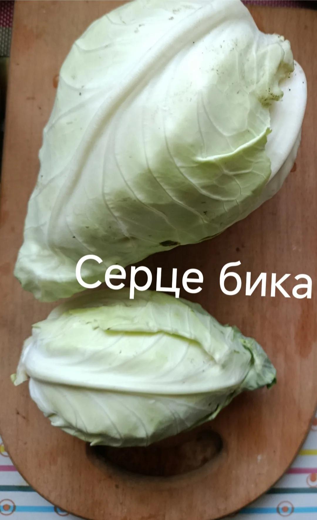Капуста рання