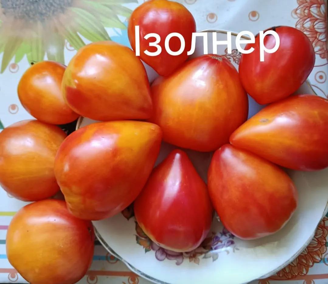 Ізолнер