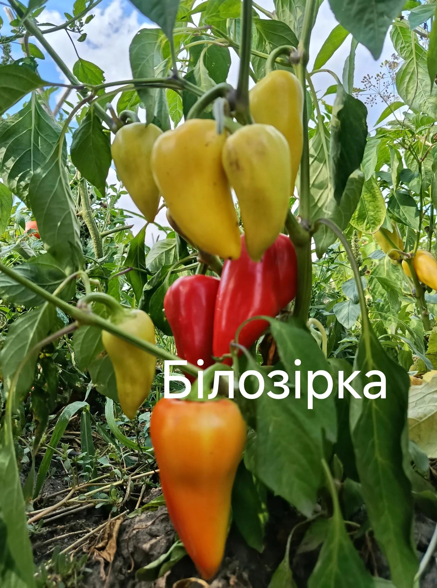 Білозірка