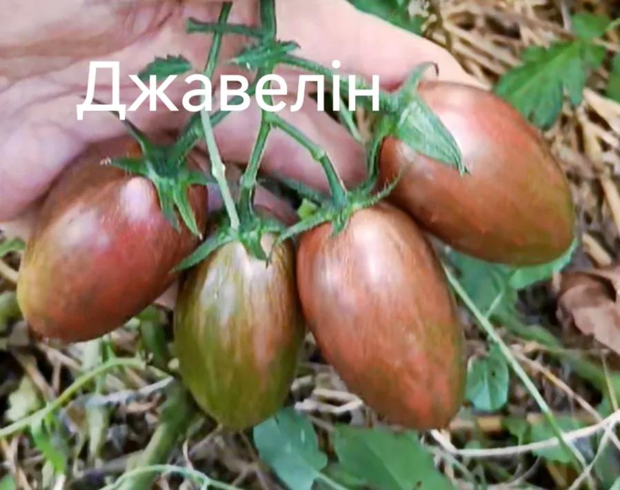 Мініатюра 3