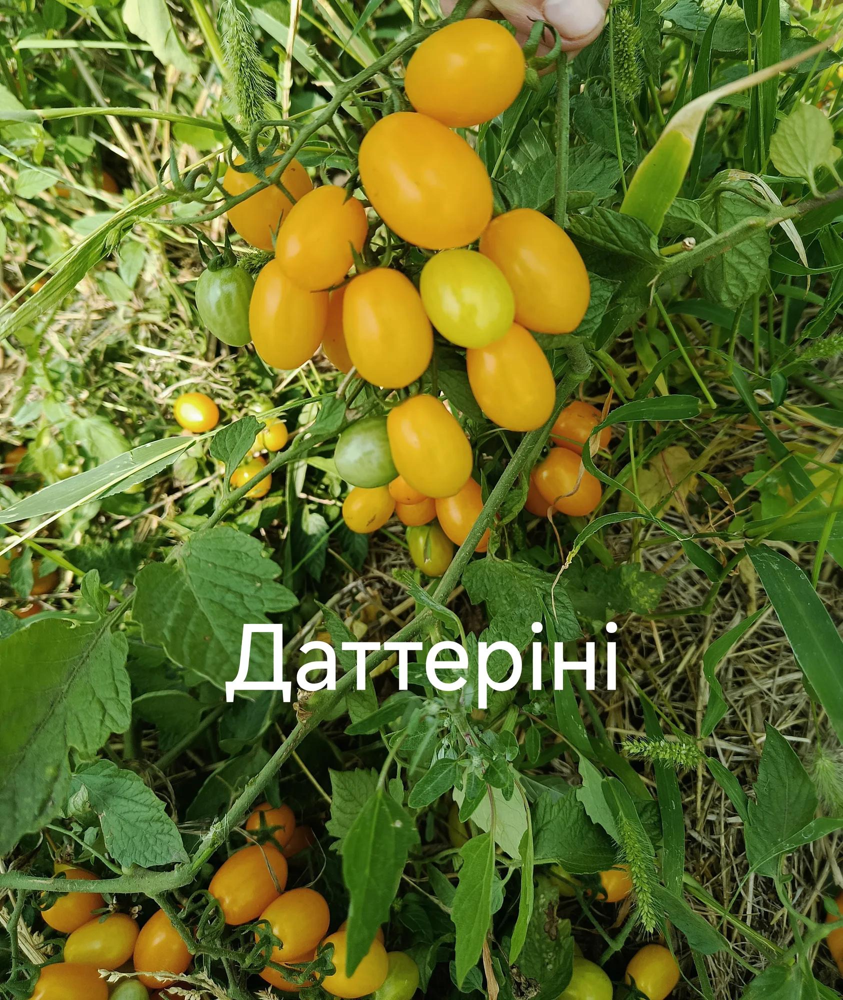 Мініатюра 3