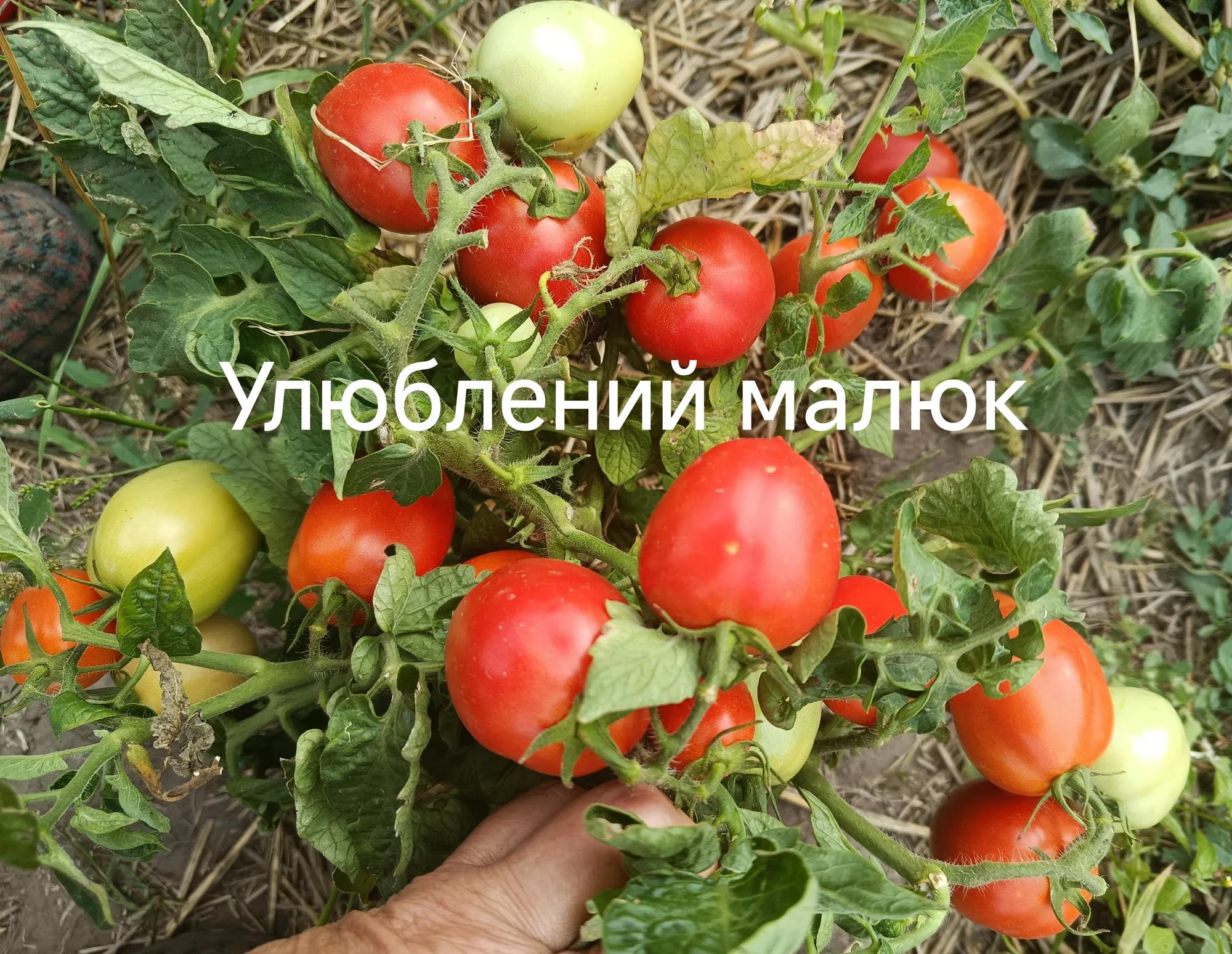 Улюблений малюк