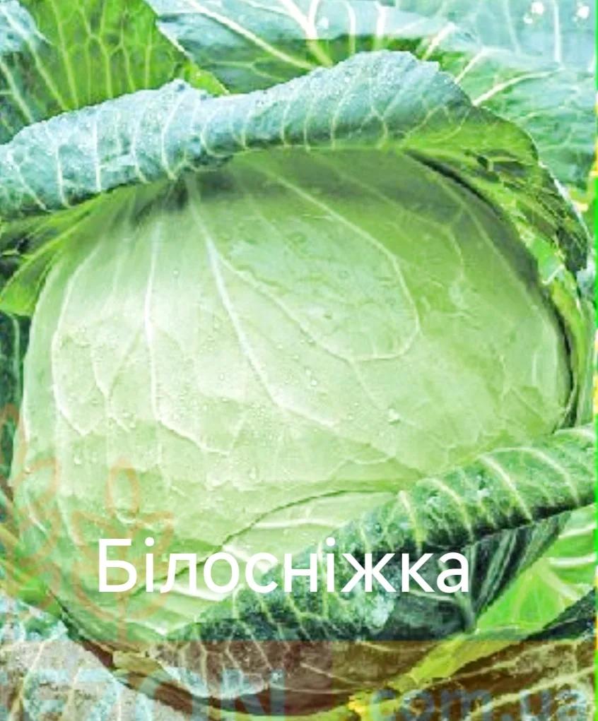 Білосніжка - фото 1