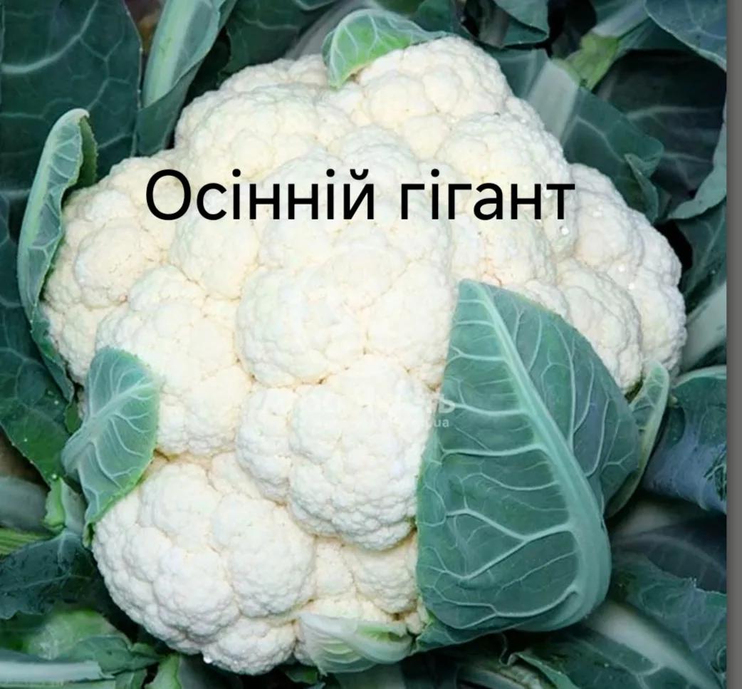 Осінній гігант - фото 1