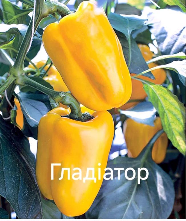 Гладіатор