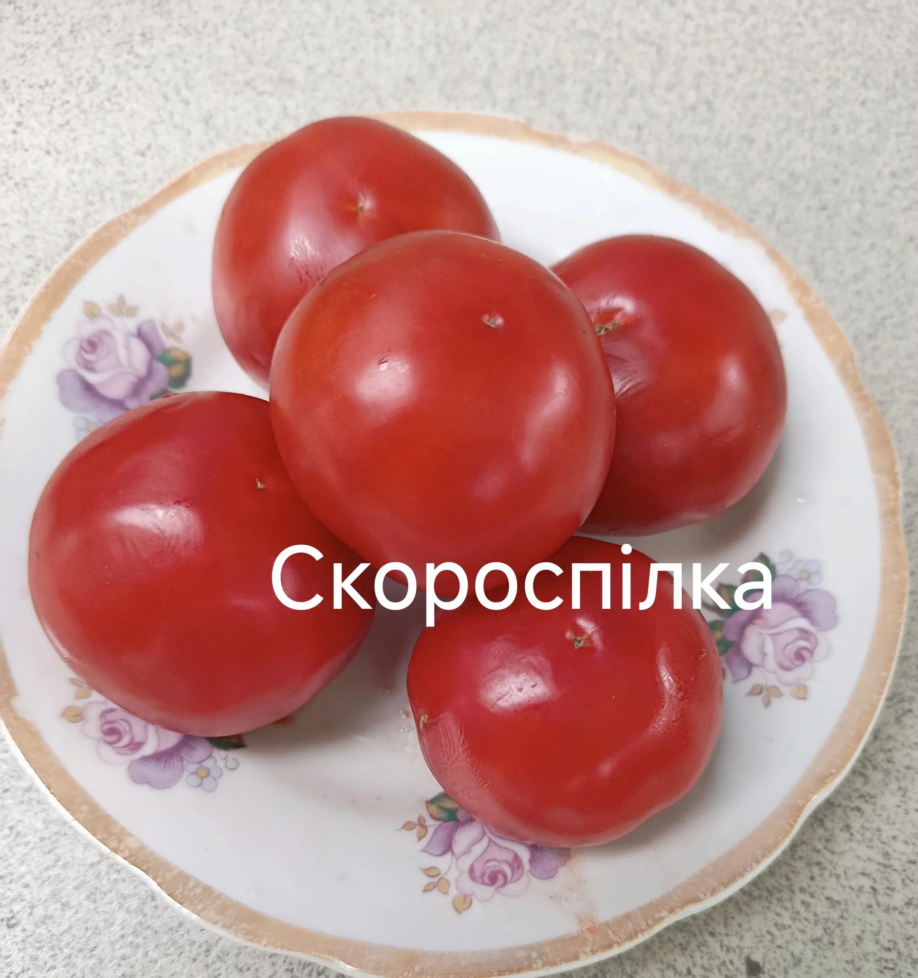 Скороспілка
