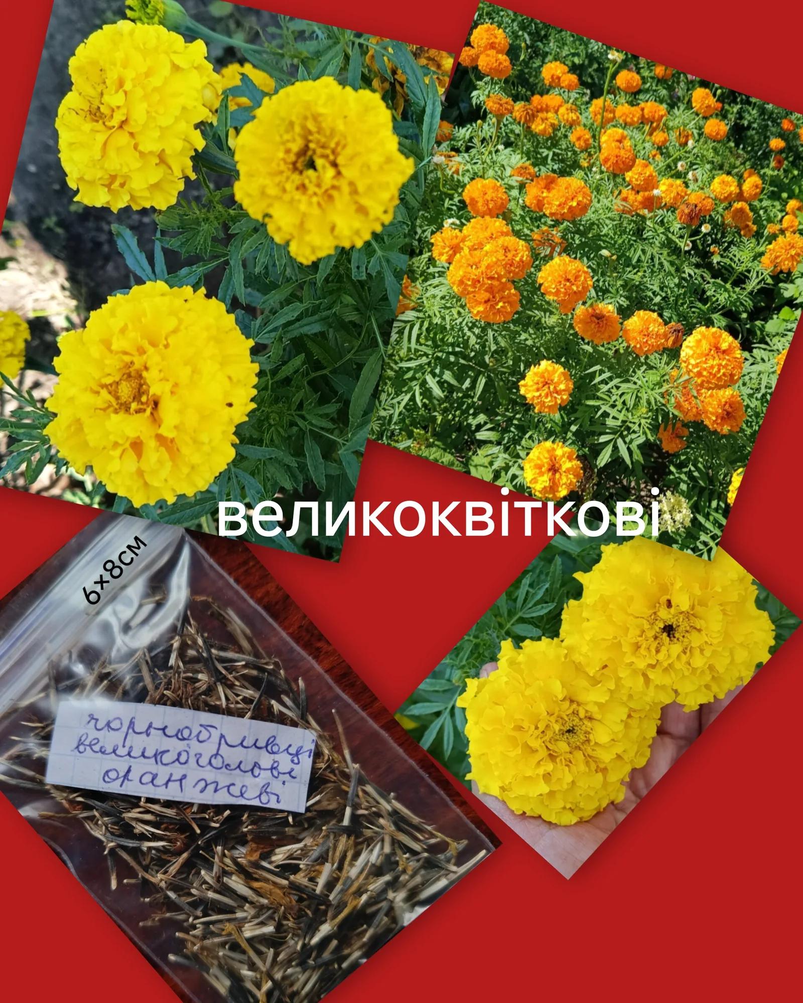 Мініатюра 5