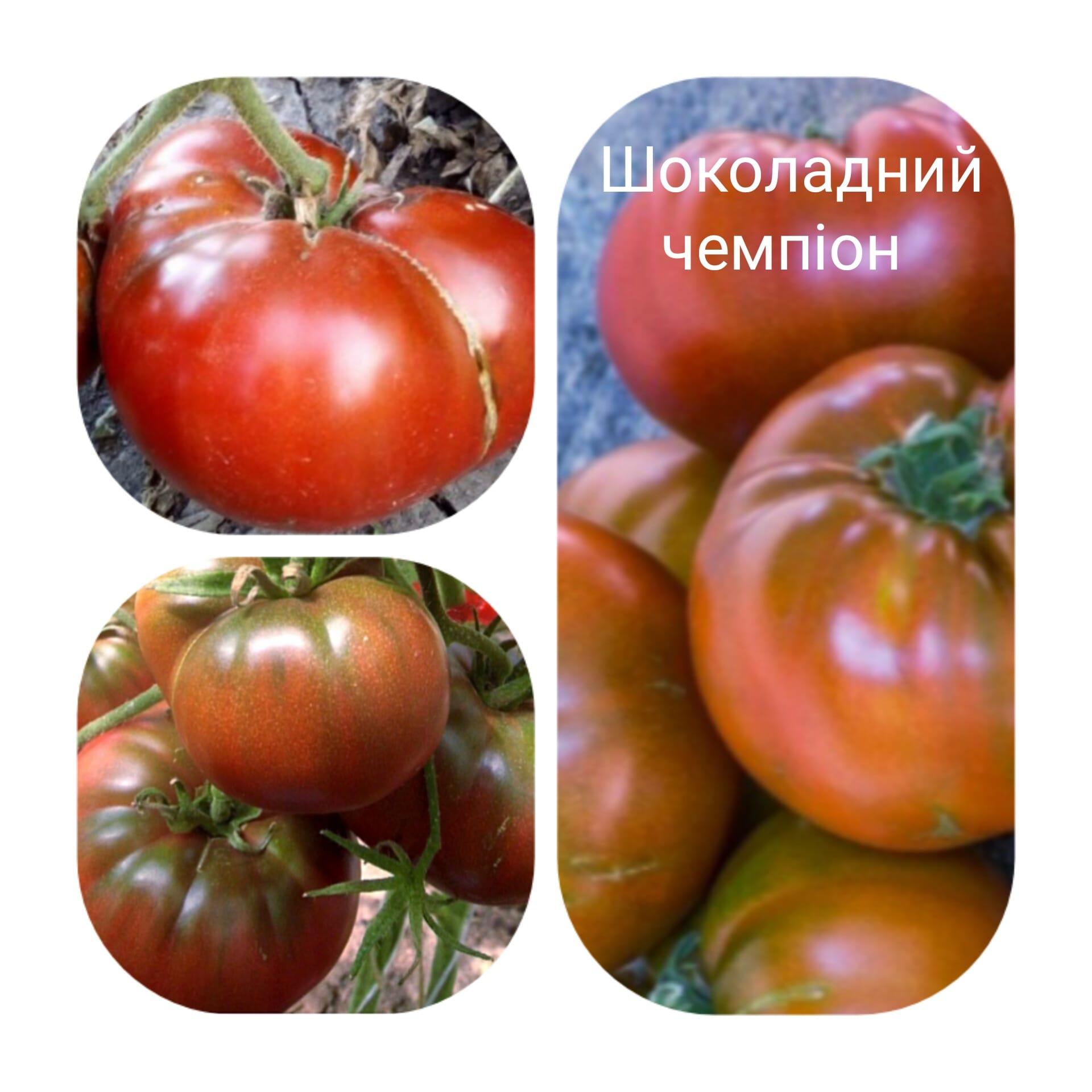 Шоколадний чемпіон