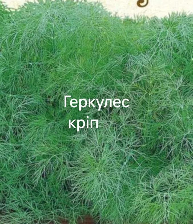 Геркулес кріп